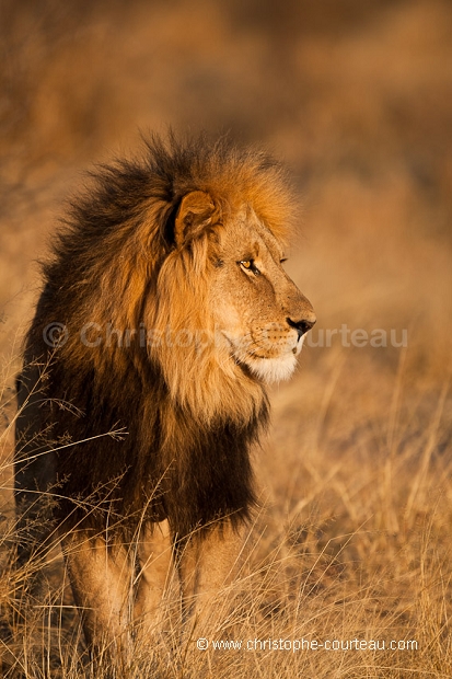 Lion du Kalahari