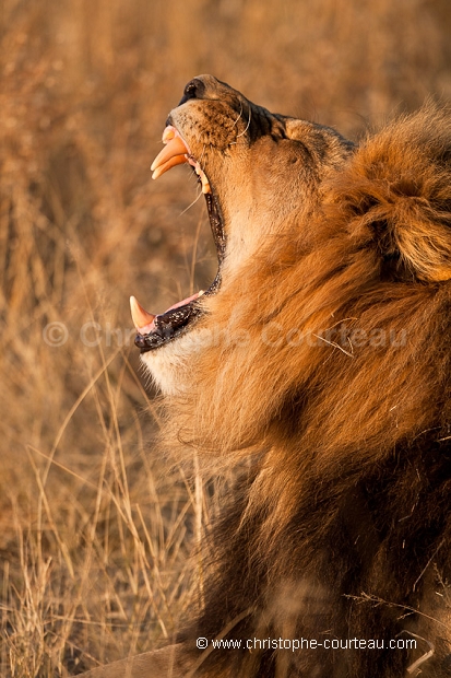 Lion du Kalahari