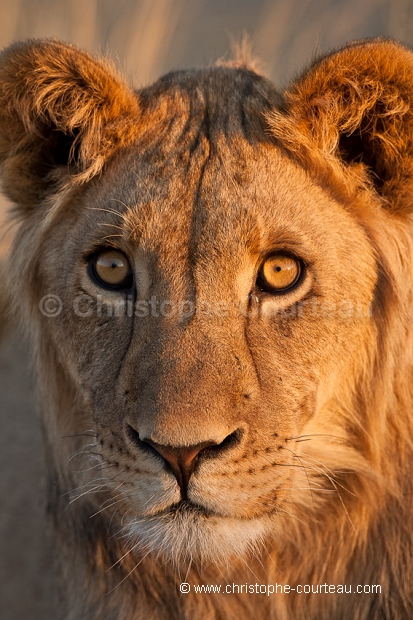 Young Kalahari Lion