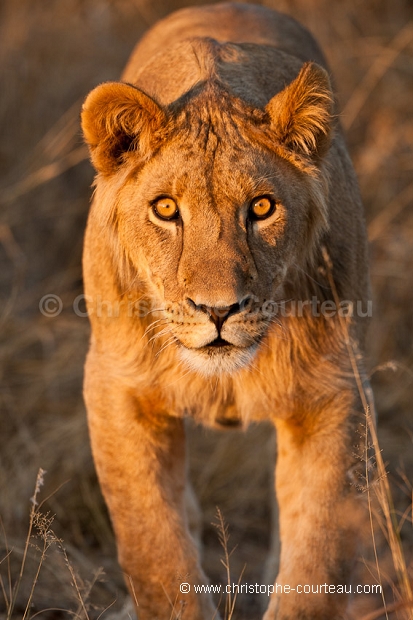 Jeunes lions du Kalahari