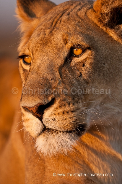 Kalahari Lioness