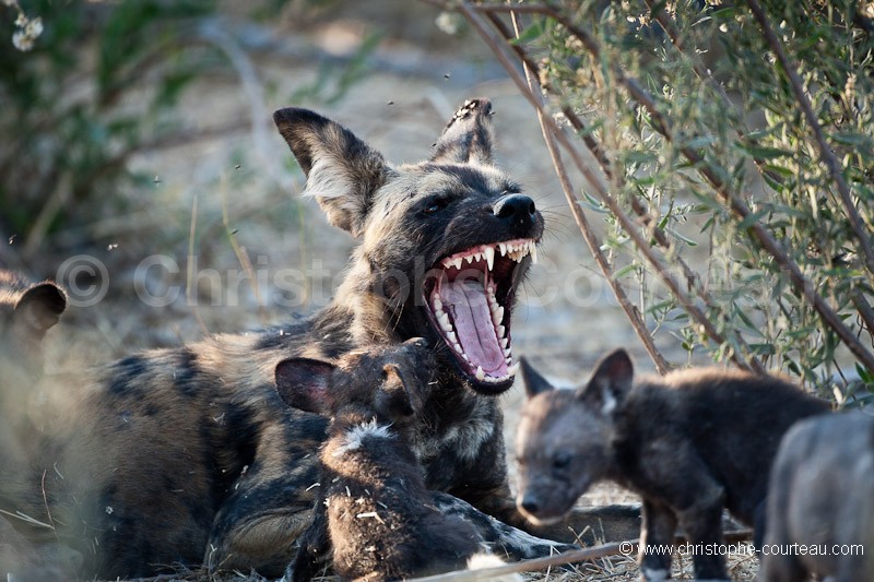 African Wild Dog