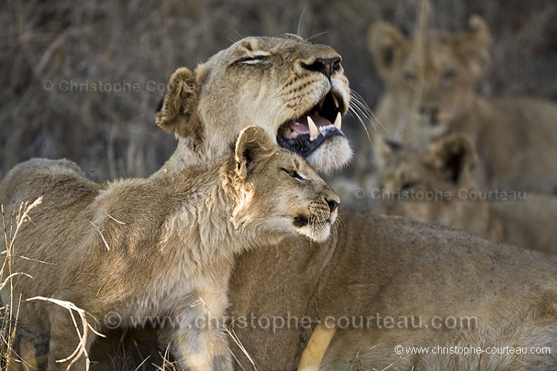 Lionne et ses jeunes