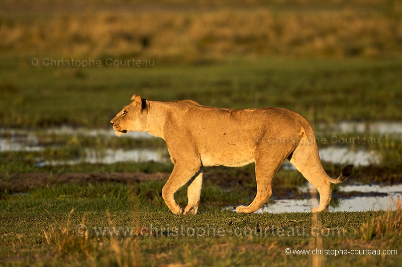 Lionne en chasse