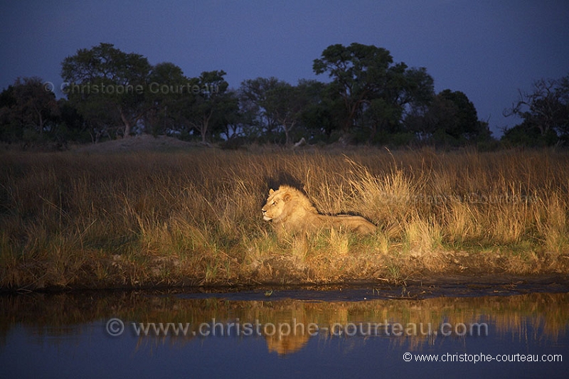 Lion mle la nuit / Lion male at night