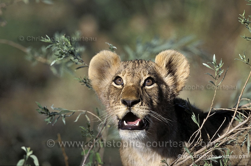 Lionceau regarde oiseau voler / Lion Cub seeing a bird flying