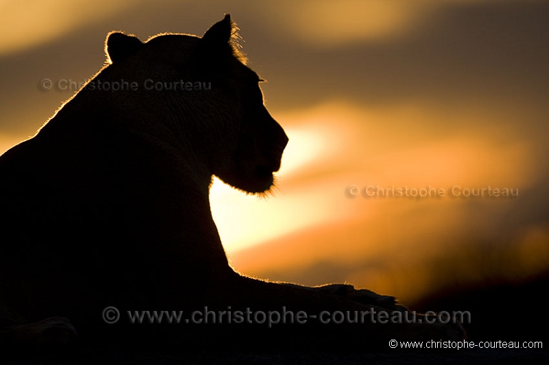 Kalahari Lioness