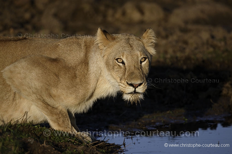 Lionne buvant au point d'eau - Lioness Drinking at Water Hole