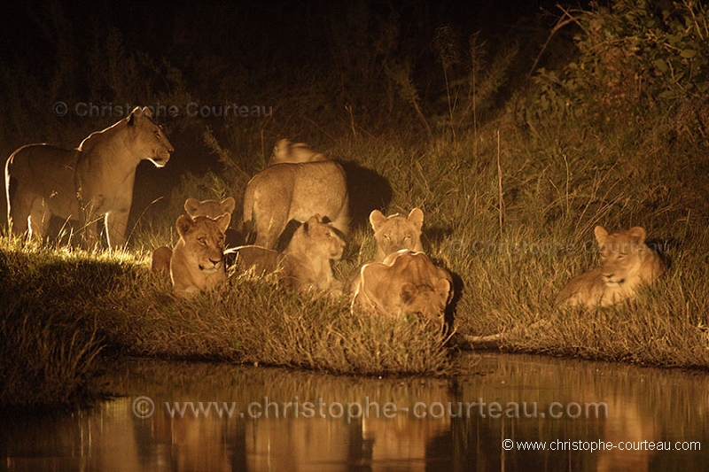 Lionnes la nuit / Lionesses at night