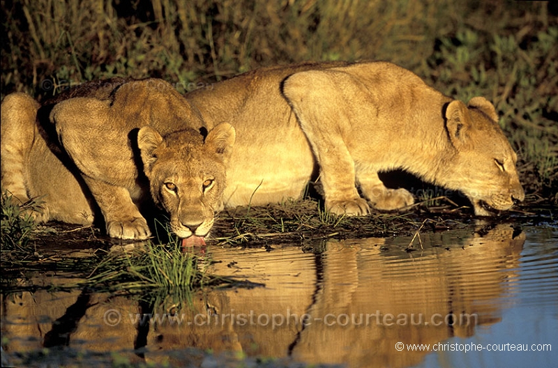 Lionesses drinking at water hole