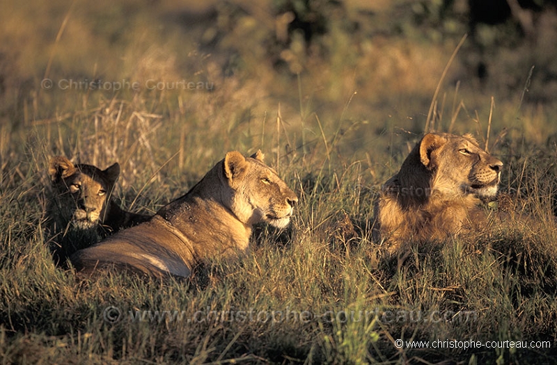 Clan de lions, mre et jeunes