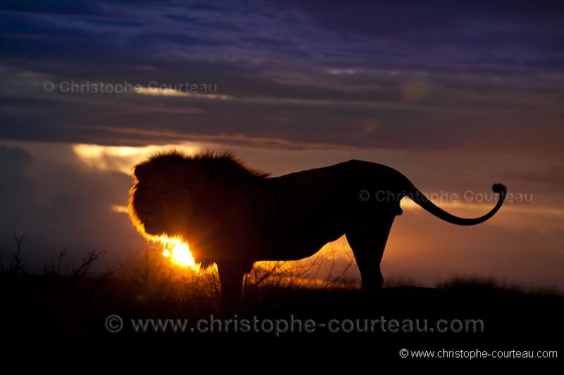 Lion du Kalahari