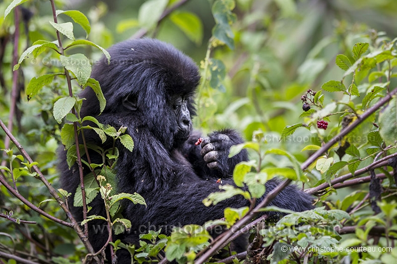 Mountain Gorilla