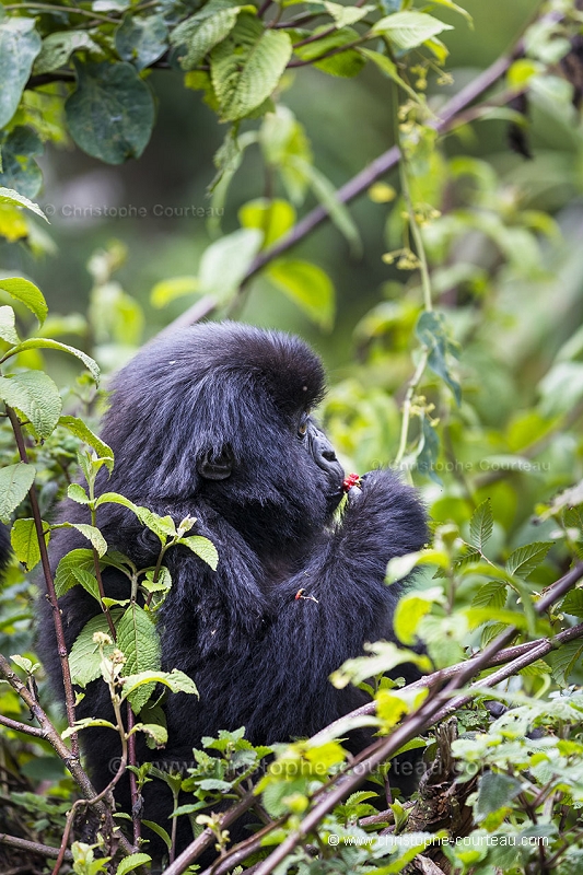 Mountain Gorilla