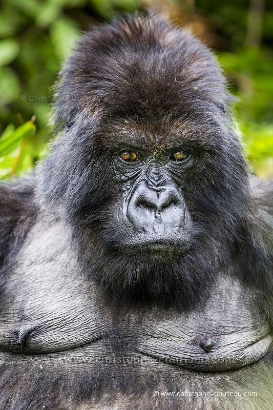 Mountain Gorilla