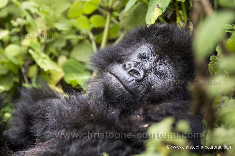 Mountain Gorilla