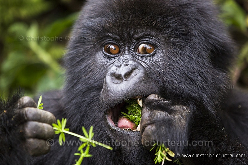 Mountain Gorilla