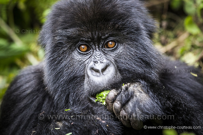 Mountain Gorilla