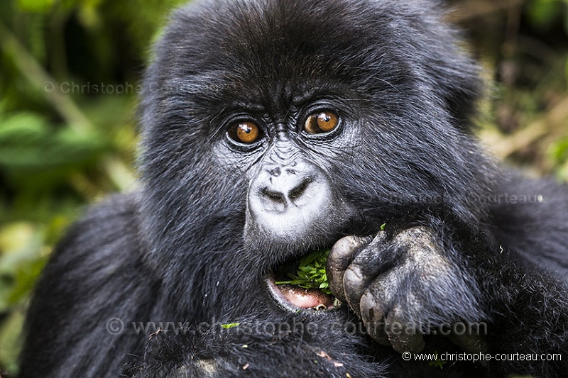 Mountain Gorilla