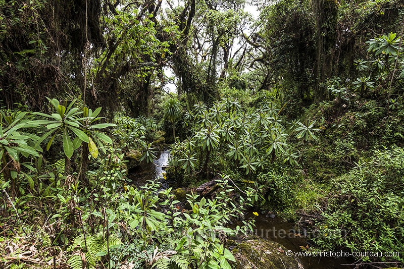 Vgtation du Parc National des Volcans.