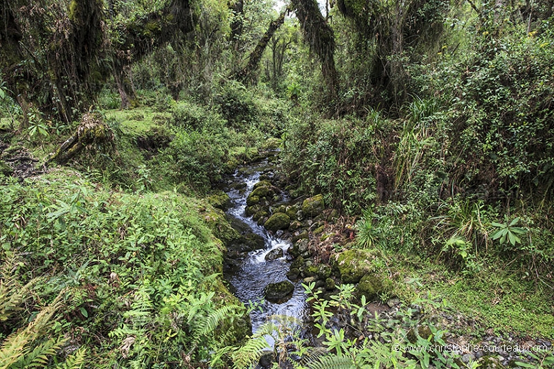 Végétation du Parc National des Volcans.