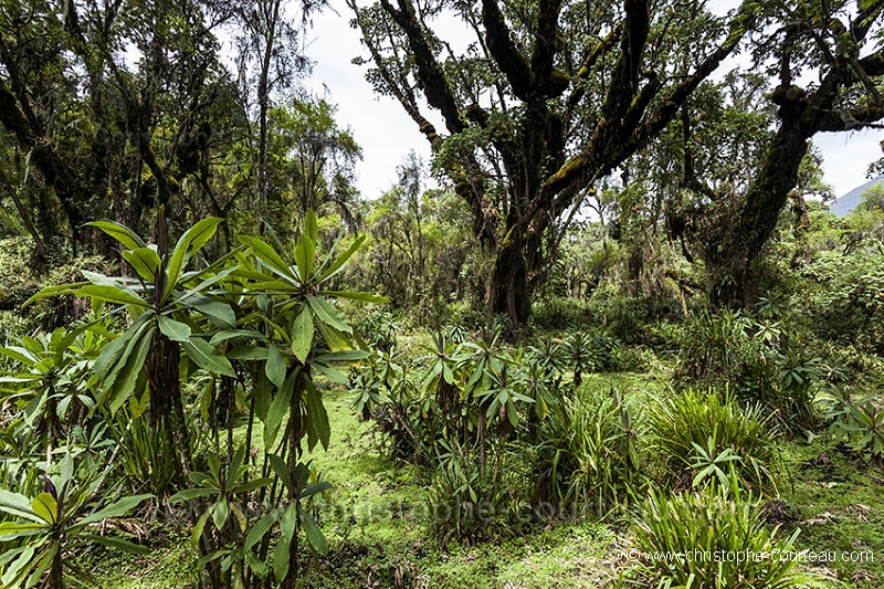 Végétation du Parc National des Volcans.