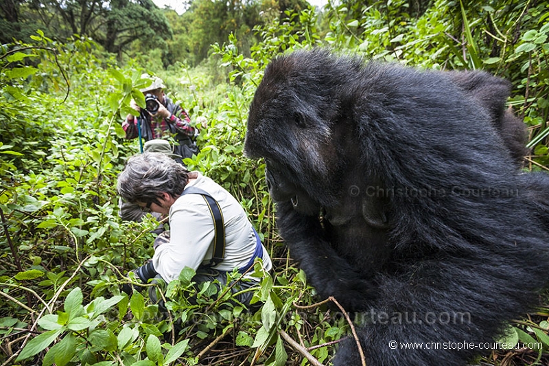 Mountain Gorilla