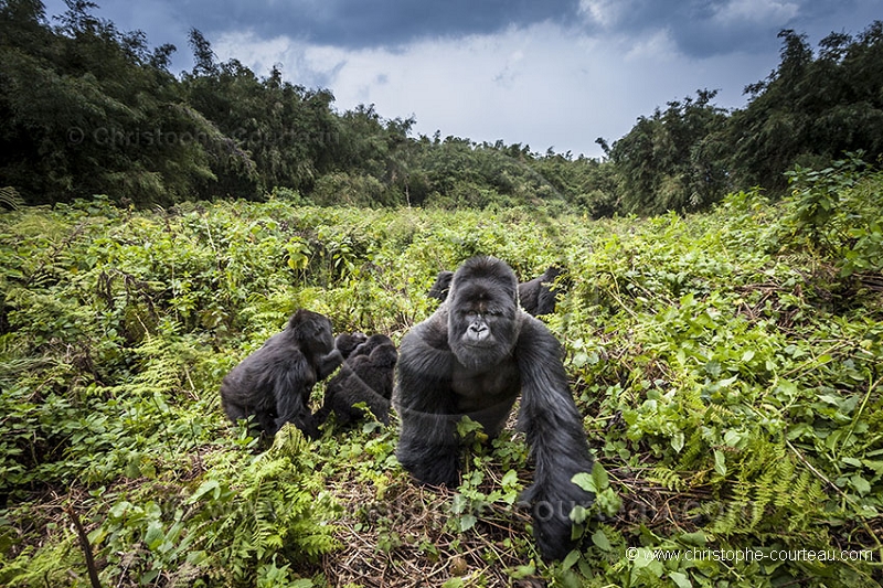 MOUNTAIN GORILLAS