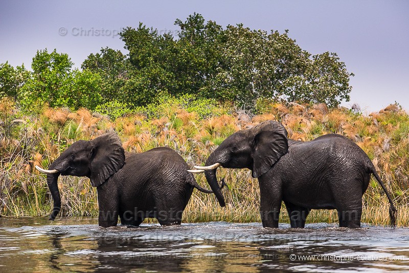 African Elephant