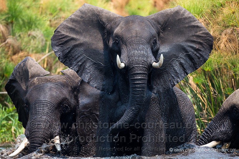 Elphant d'Afrique