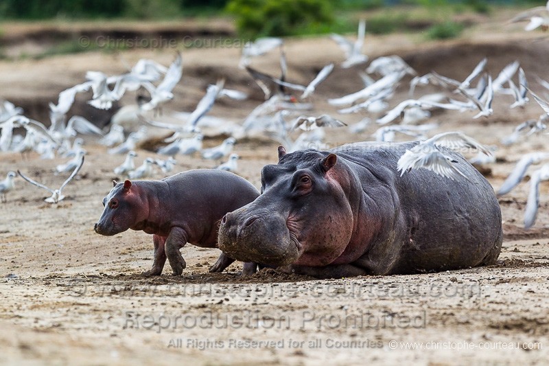 Hippopotamus