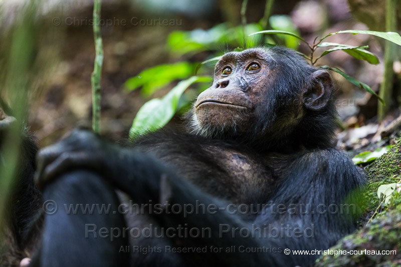 Chimpanzee - Uganda