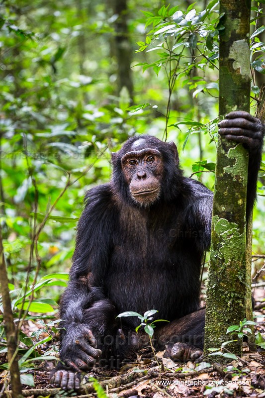 Chimpanzee - Uganda