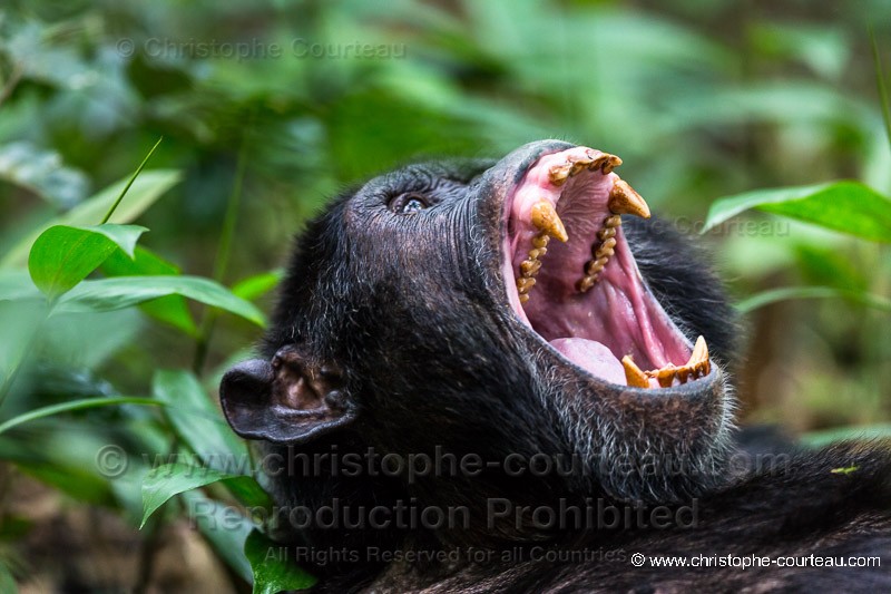 Chimpanzee - Uganda