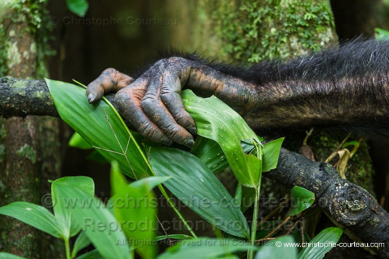 Chimpanzee - Uganda