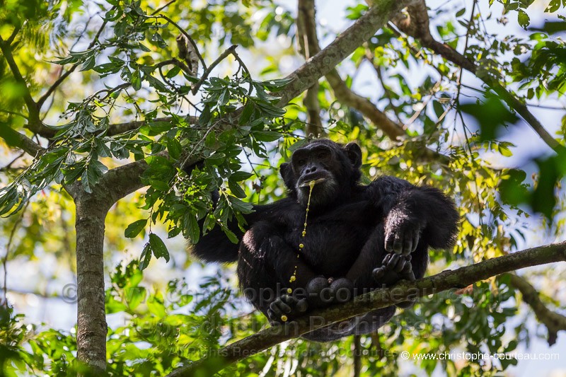 Chimpanz - Ouganda