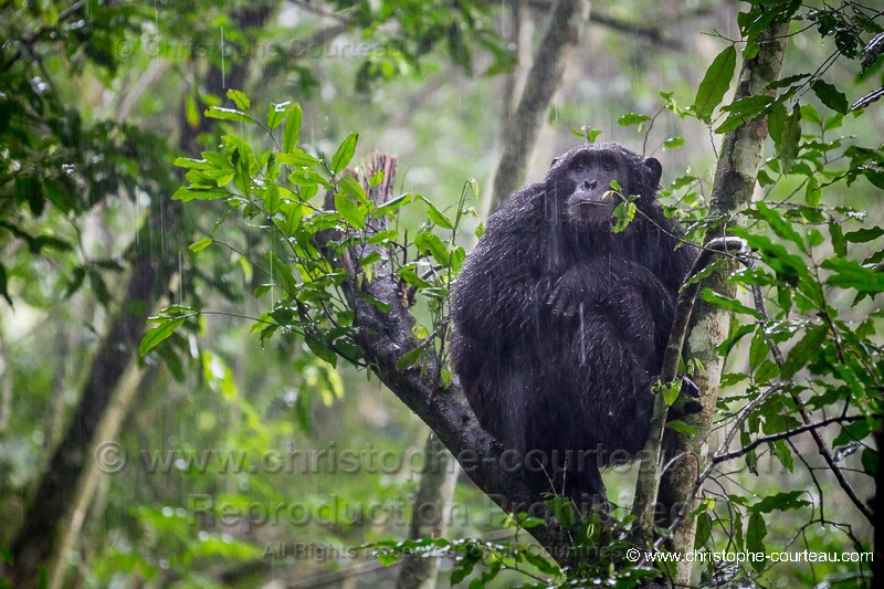 Chimpanz - Ouganda