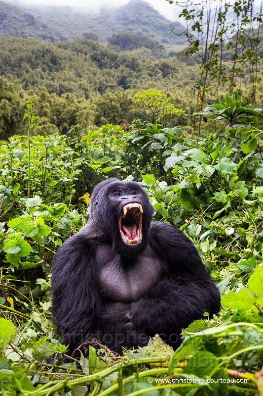 Mountain Gorilla