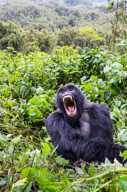 Mountain Gorilla - silver Back