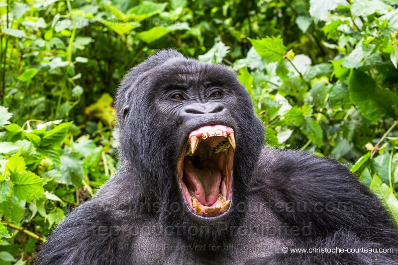 Mountain Gorilla - silver Back