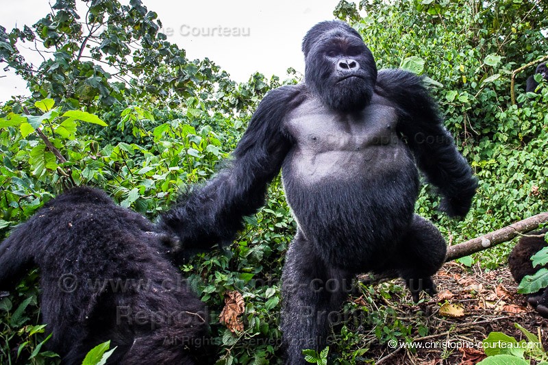 Mountain Gorilla - silver Back