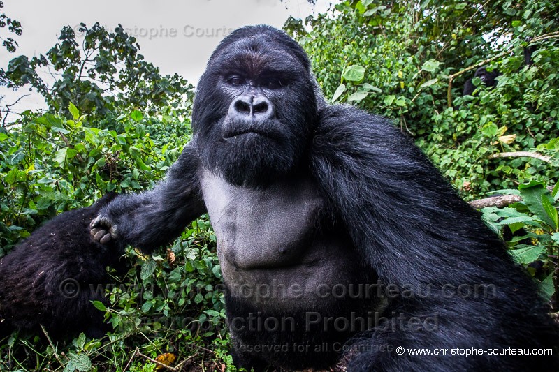 Mountain Gorilla - silver Back