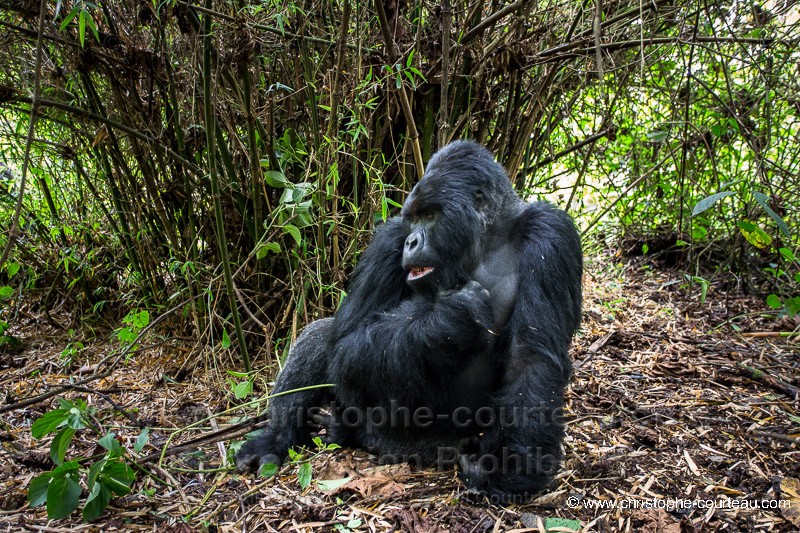 Mountain Gorilla - silver Back