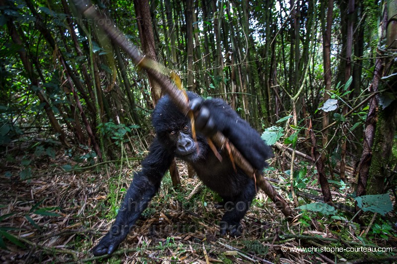 Mountain Gorilla