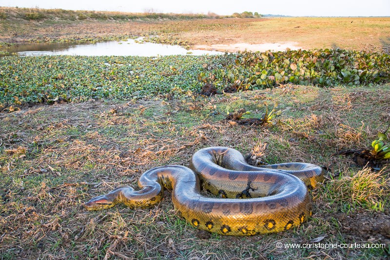 Giant Anaconda