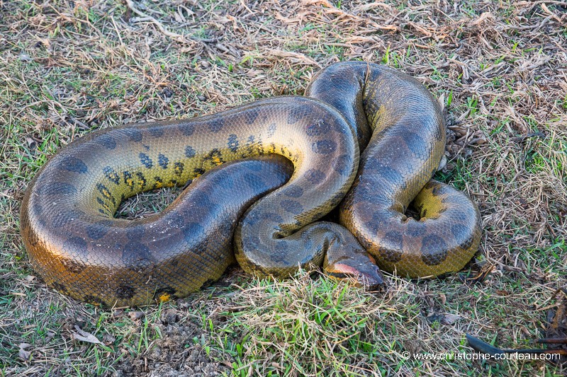 Giant Anaconda