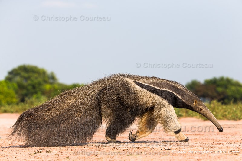 Giant Anteater