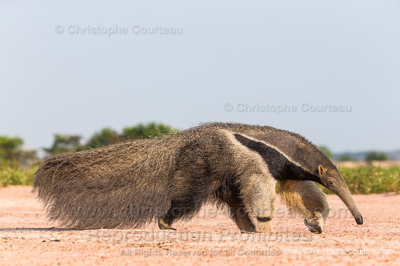 Giant Anteater