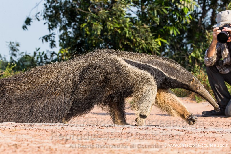 Giant Anteater