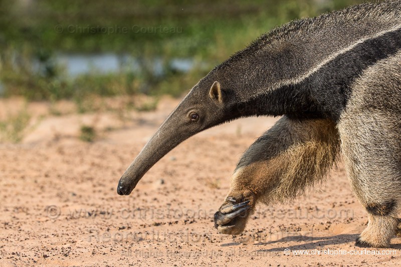 Fourmilier gant ou Tamanoir